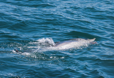 View of whale swimming in sea