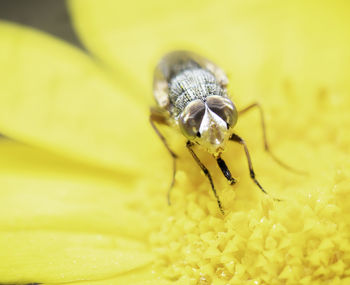 Close-up of insect on yellow flower