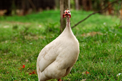 Close-up of peacock on field