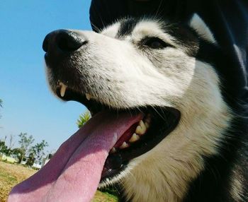 Close-up of dog against sky