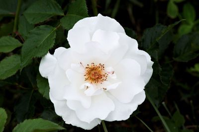 Close-up of white flowering plant