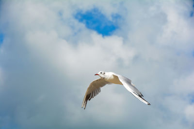 Low angle view of seagull flying