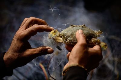 Cropped image of man holding crab