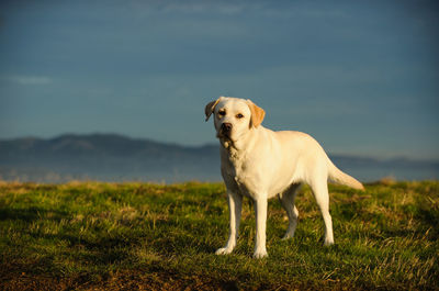 Portrait of dog standing on field against sky