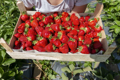 Teen girl farm worker collecting strawberry, working in garden. teenager farmer with strawberry crop