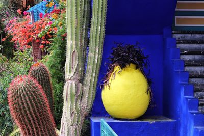 plant