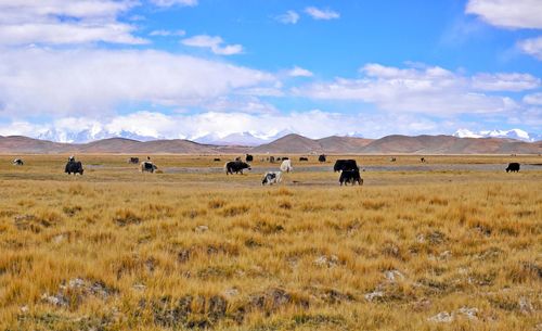 Horses on field against sky