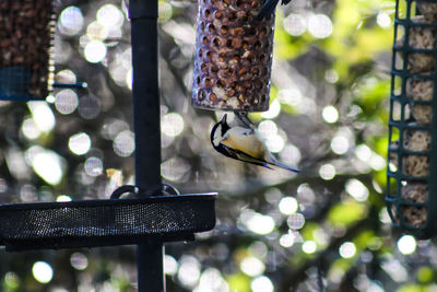 Close-up of bird perching on feeder