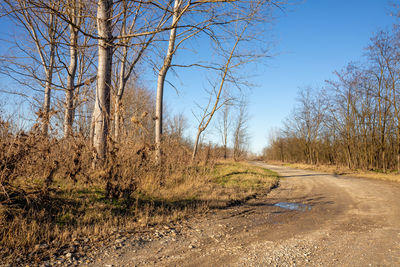 Road amidst bare trees against clear blue sky