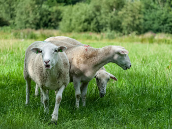 Sheep in a field