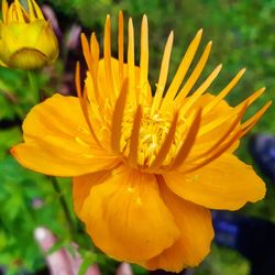 Close-up of yellow flower