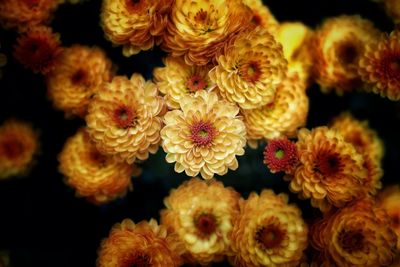 Close-up of dahlia