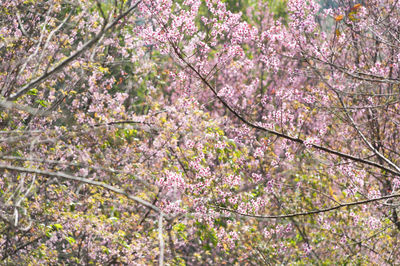 Low angle view of cherry blossom tree