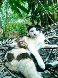Portrait of cat sitting outdoors