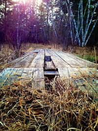 Railroad track in forest