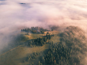 Foggy carpathian forest at dawn. warm sunlight. the eyes are resting