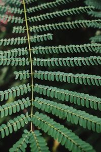 Full frame shot of patterned leaves