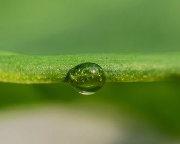 Close-up of raindrops on green leaf