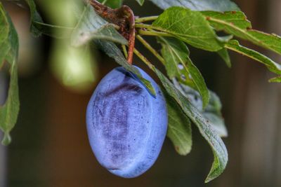 Close-up of fruits growing on plant