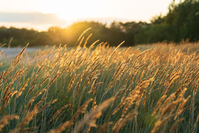 Scenic view of wheat field against sky