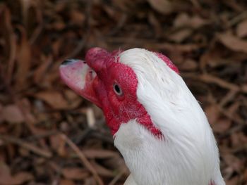 Close-up of muscovy duck against field