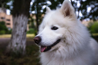 Close-up of dog looking away