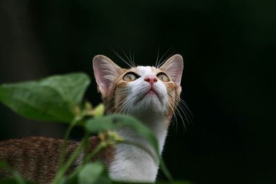 Close-up portrait of cat