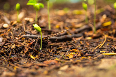 Close-up of plant growing on field