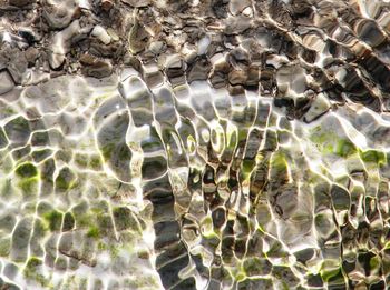 High angle view of leaf