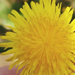 Close-up of yellow flowers