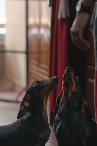 Dog relaxing at home