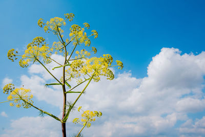 Low angle view of yellow flowering plant against blue sky