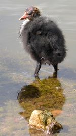 Bird in a lake