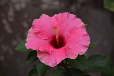 Close-up of pink flower