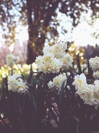 Close-up of flowers blooming on tree