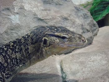 Close-up of lizard on rock at zoo