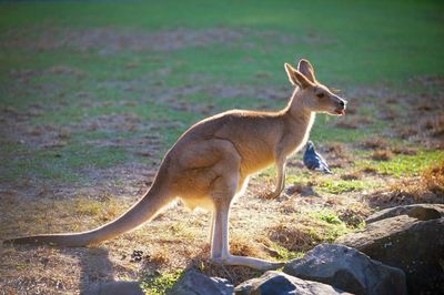 Portrait of deer standing on grass