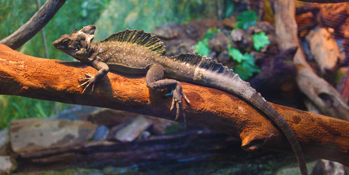 Close-up of lizard on tree branch