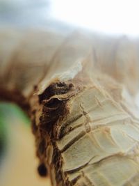 Close-up of plant against blurred background