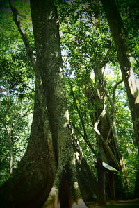 Low angle view of trees in forest