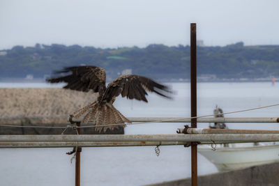 Bird flying over wooden post against sky