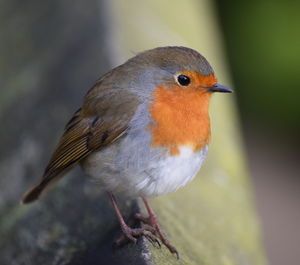 Close-up of bird perching outdoors