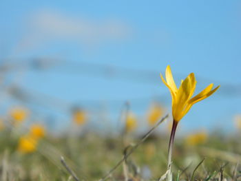 Yellow crocus growing on field against sky