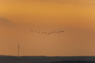 Birds flying in sky during sunset