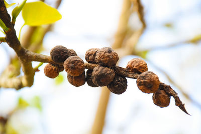 Close-up of dried growing on plant