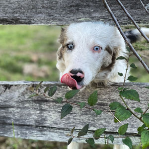 Close-up portrait of dog tarca