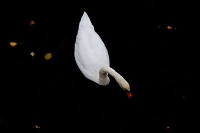 Close-up of swan flying over lake