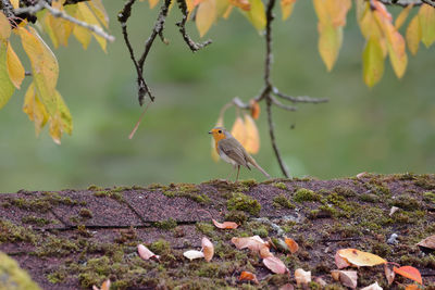 A robin sits on a roof close-up of bird perching on plant