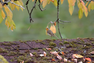 Close-up of bird perching on plant