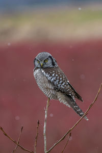 Close-up of bird perching on a branch northern hawk owl